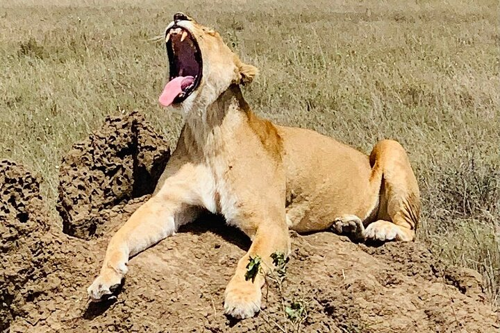 5-Day Tanzania Safaris (living Among lions-mid-range) - Photo 1 of 13