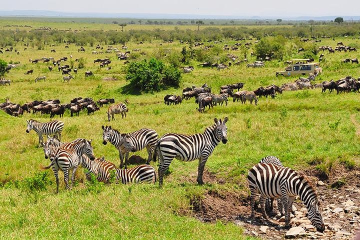 5 Day The Great Wildebeest Calving Safari - Photo 1 of 8