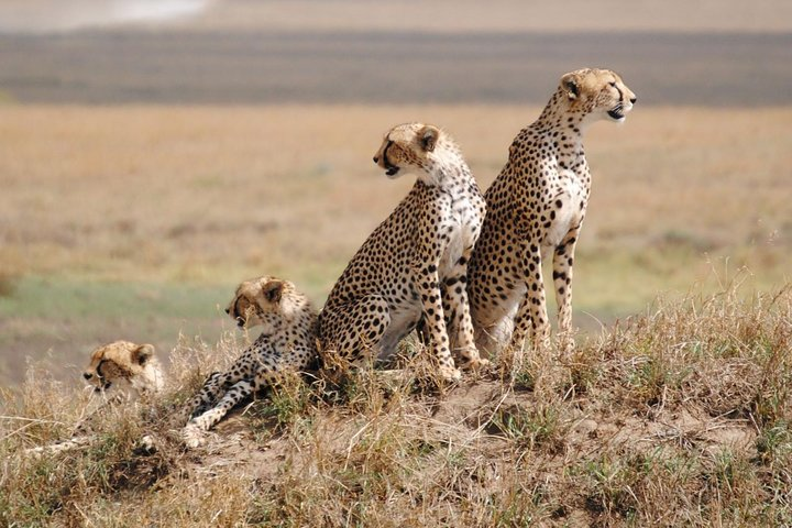 A clear view of beautiful family of cheeters at Serengeti National Park