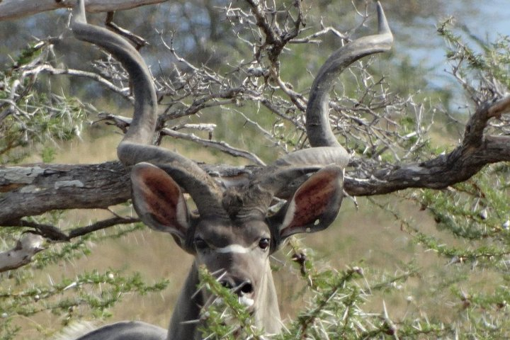 Greater Kudu in Selous GR