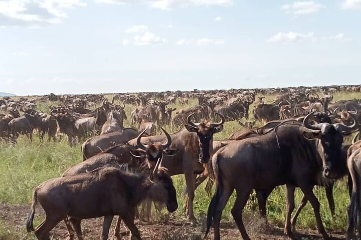  5 Days Classic Tarangire, Serengeti and Ngorongoro Crater Tour - Photo 1 of 5