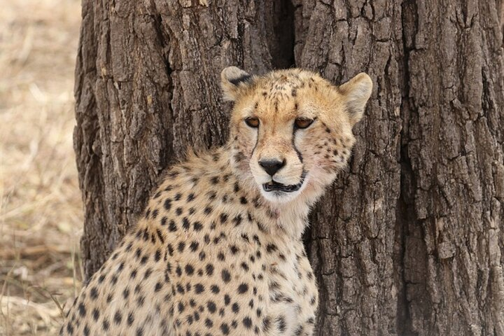 5 Days Fantastic Tanzania Lodge Safaris  - Photo 1 of 7
