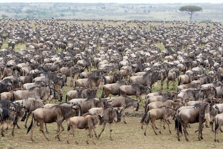 10 Days Luxury Wildebeest Migration Safari - Photo 1 of 2
