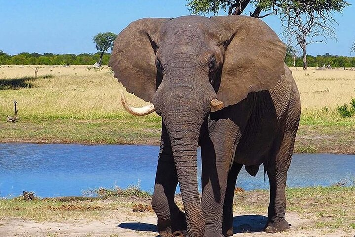 5 Days Lodge Wildebeest Calving Safari - Photo 1 of 7