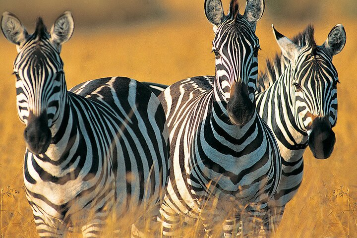 Zebras