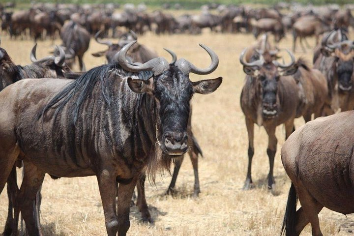 Wildebeest in the Serengeti