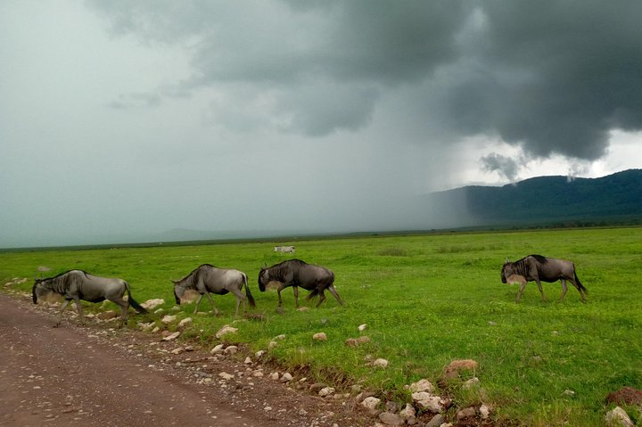 Ngorongoro Crater