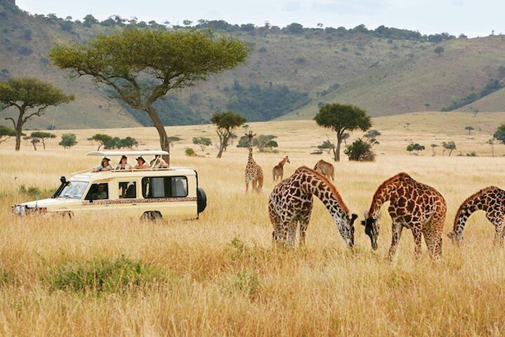 Safari game drive