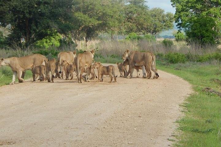 5 Days safari Selous GR and Mikumi NP - Photo 1 of 3