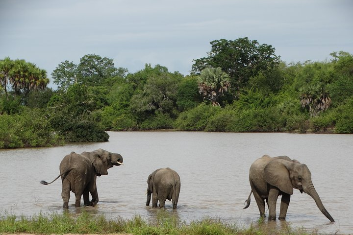 Elephants in Selous GR