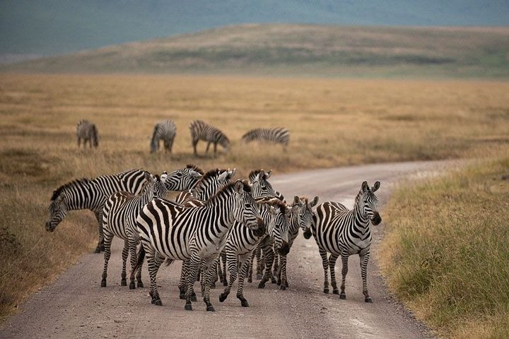 5 Days Tanzania Big 5 Safaris - Photo 1 of 19