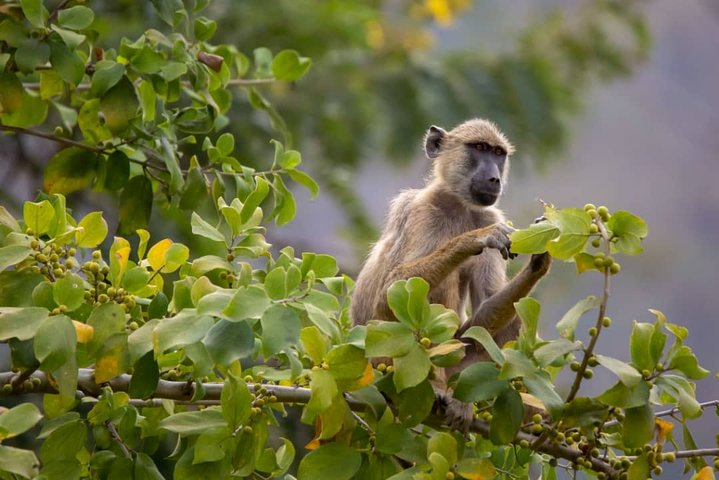 4 Days Wildilife Nature mikumi + Udzungwa Parks +maasai culture - Photo 1 of 25