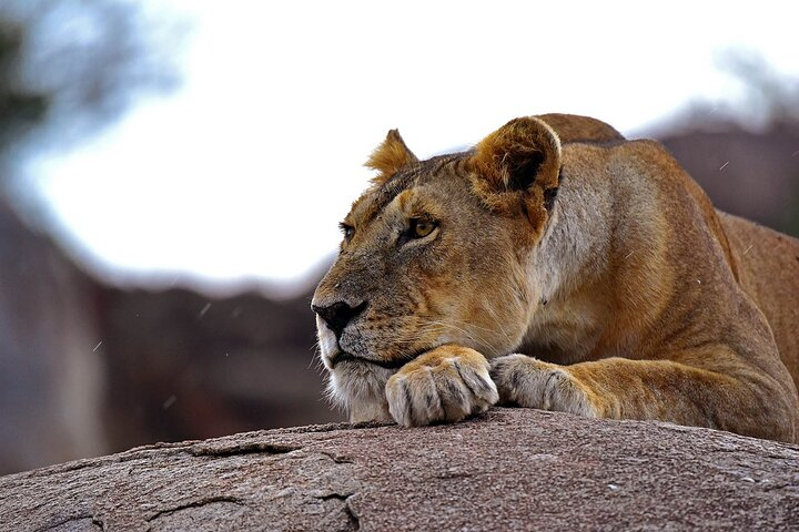  6-Day Essence of Serengeti & Ngorongoro Migration Safari - Photo 1 of 9