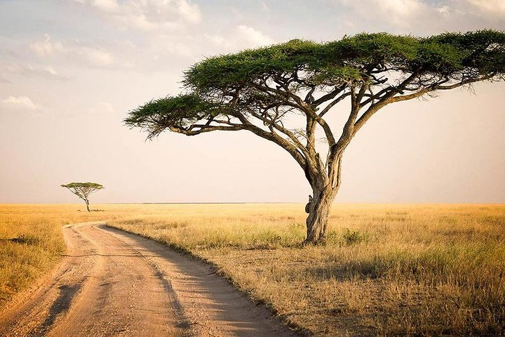6 Day: Magnificent Wildlife Adventure - Photo 1 of 13