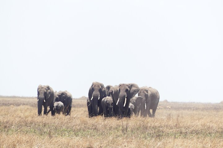 Group of elephants at Serengeti National Park
