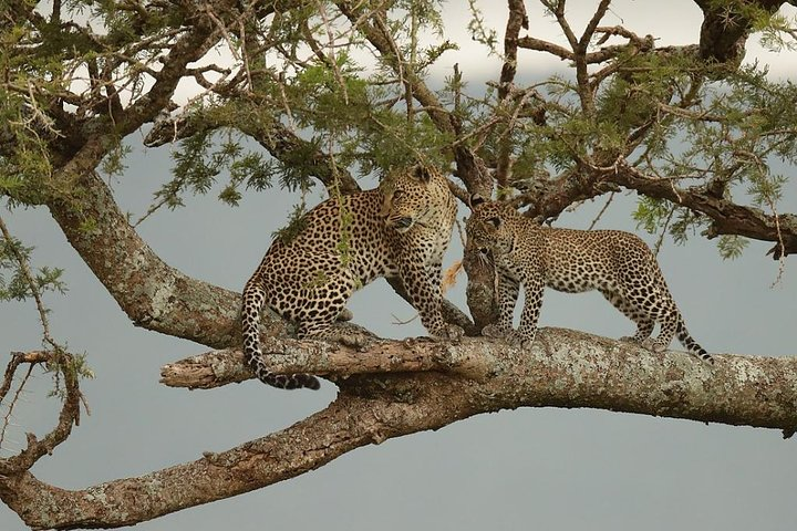 6 days-The Best of Tanzania Safari - Photo 1 of 6