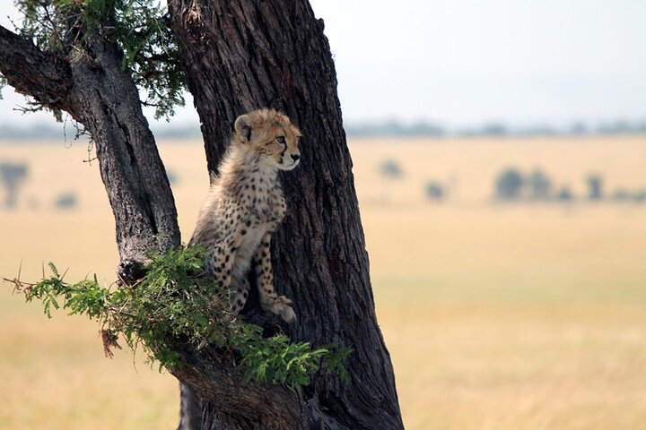 6-Day Tanzania Adventures Safaris - Group Joining Camping Safaris - Photo 1 of 2