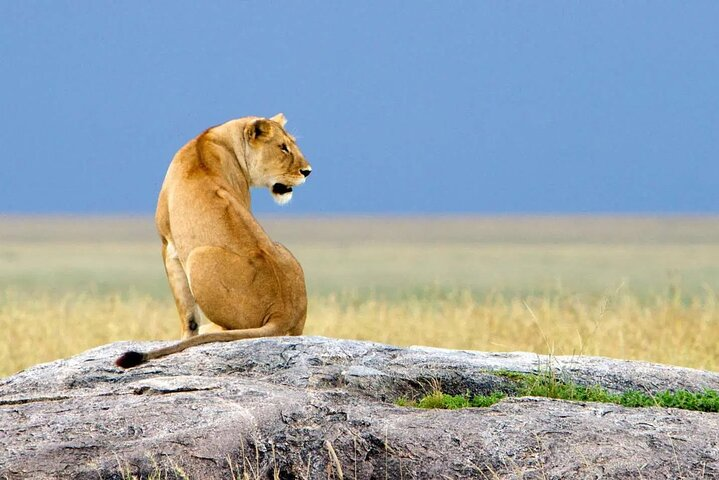 8 Days Ndutu Migration Wildlife Safari  - Photo 1 of 2