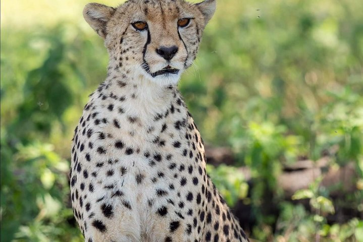 6 Days Big Five Tanzania Wildlife Safari - Photo 1 of 8