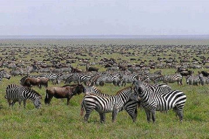 6 Days.Call of the Wildlife Safaris - Photo 1 of 2