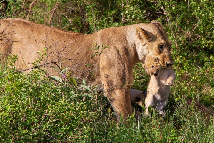 6 Days Lodge & Tented Camp Luxury - The Serengeti Trail & Tarangire - Photo 1 of 6