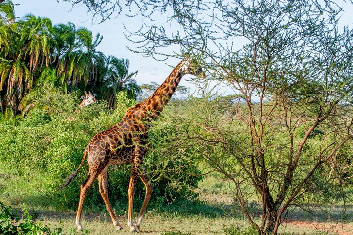 6 Days Luxury Northern Circuit Safari - A Glimpse of Tanzania Adventure - Photo 1 of 3