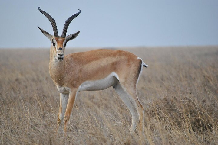 male impala
