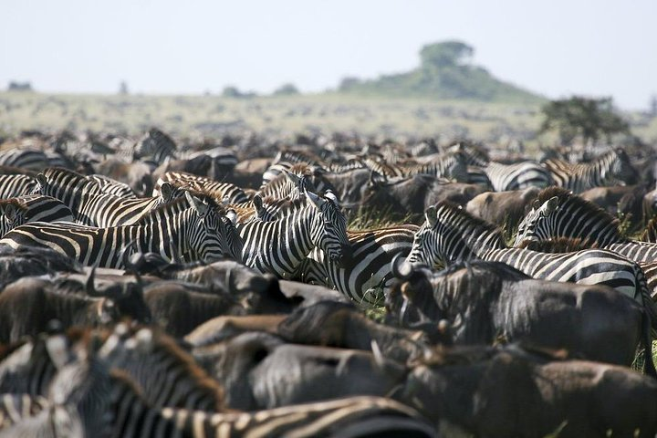great migration