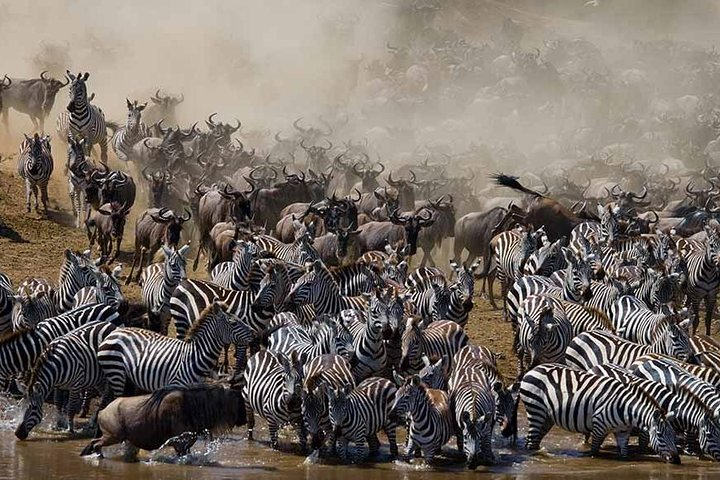 7 Day 6 nights Great Migration Classic Tanzania Safari - Photo 1 of 4