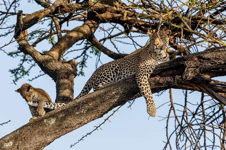 7 Day Amazing Budget Safari Tour Tanzania - Photo 1 of 13