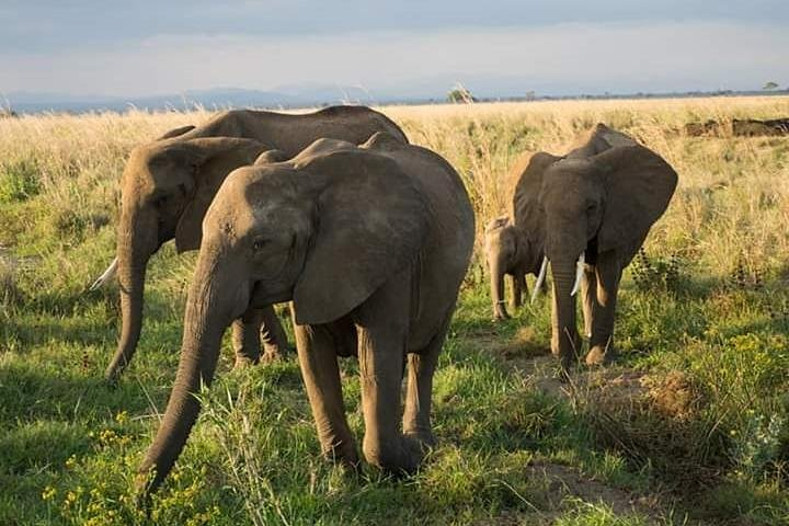 7-Days Southern Tanzania Safari Tour - Photo 1 of 25