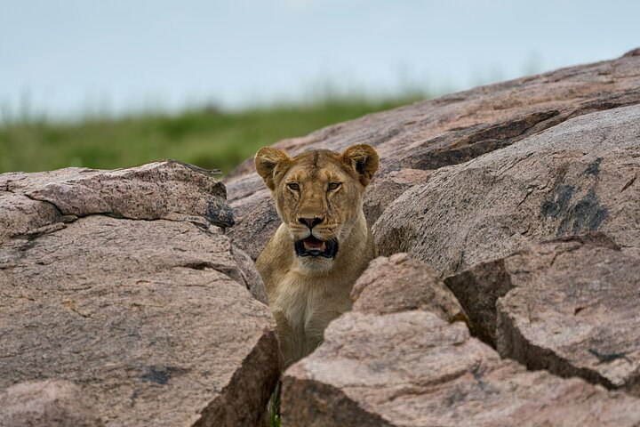 Lion in Serengeti