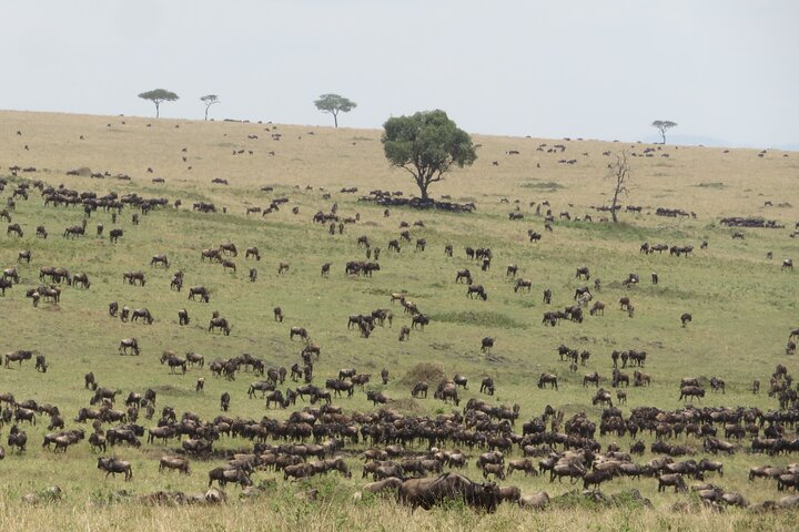 Migration Serengeti