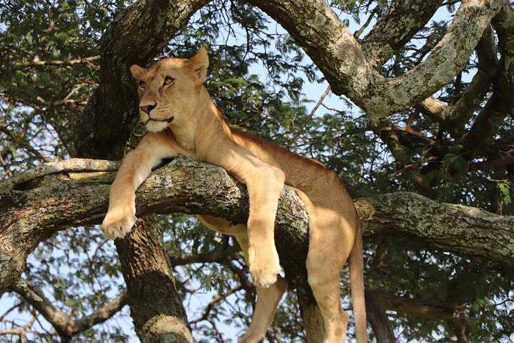 Best 7 Day 6-Night Tanzania Big Five Midrange Private Safari  - Photo 1 of 3