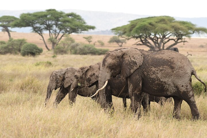7 Days Elephant Safari Experience in Arusha - Photo 1 of 14