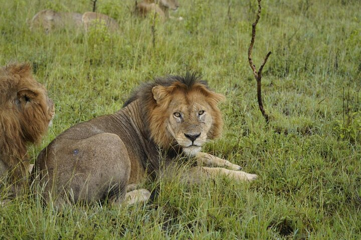 7 Days Exciting Tanzania Safari Wildebeest Migration - Photo 1 of 6