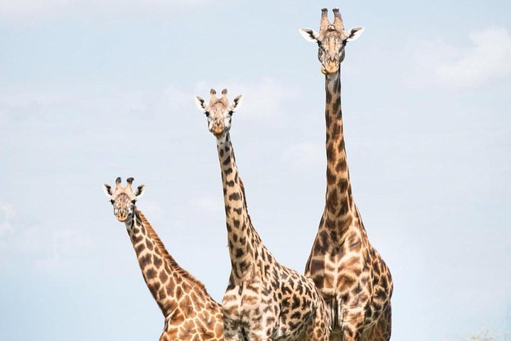 7 days great migration safari - Photo 1 of 11