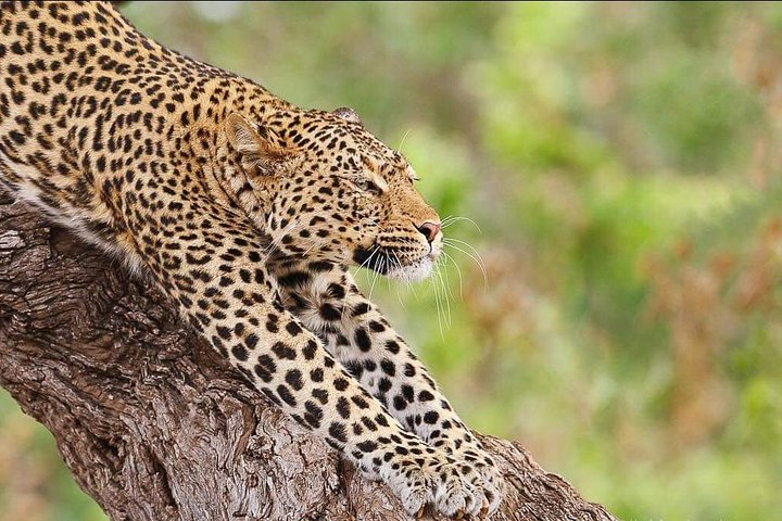 7 Days Great Migration Safari Tanzania (Private budget Safari) - Photo 1 of 6