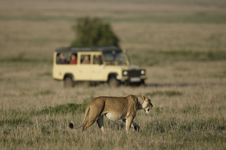 Home to an abundance of predators, including lions, cheetahs, and leopards, the Serengeti showcases the circle of life in the animal kingdom.