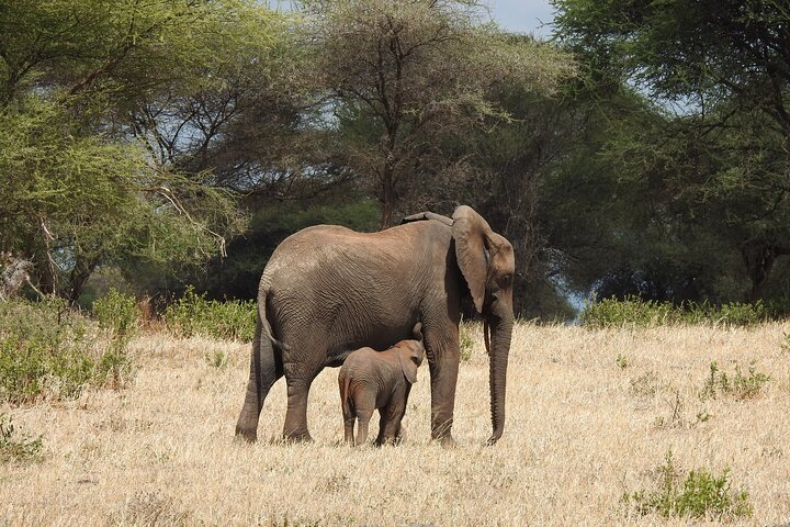 7 Days Private Tanzania Safari with Mid Range Lodges or Camps - Photo 1 of 11