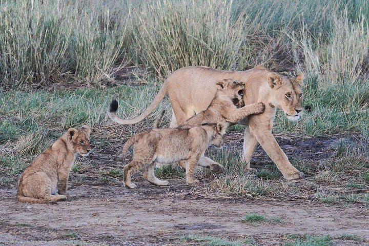 7 Days Southern Safari, Ruaha Np, Mikumi Np And Selous Game Reserve - Photo 1 of 5