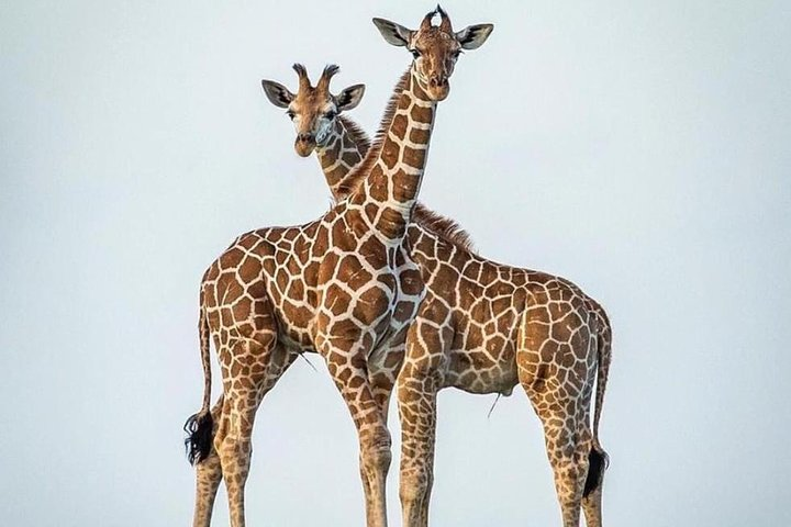 10 Days Hire a Land Cruiser for Tanzania Safari - Photo 1 of 12