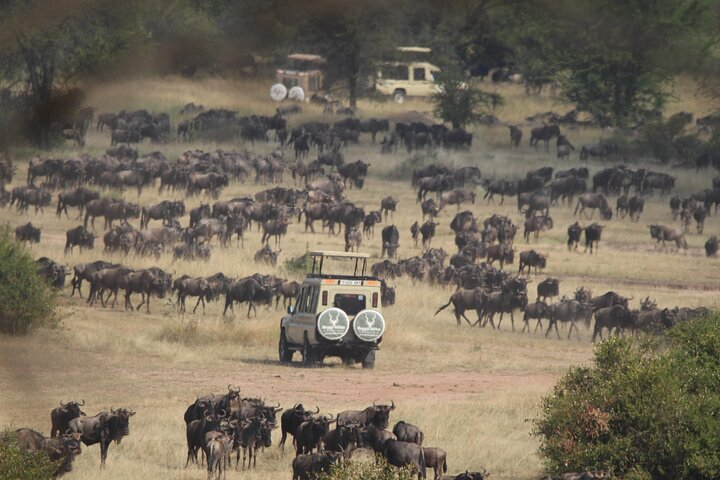 7 Days The Great Migration in Serengeti National Park, Tanzania - Photo 1 of 12