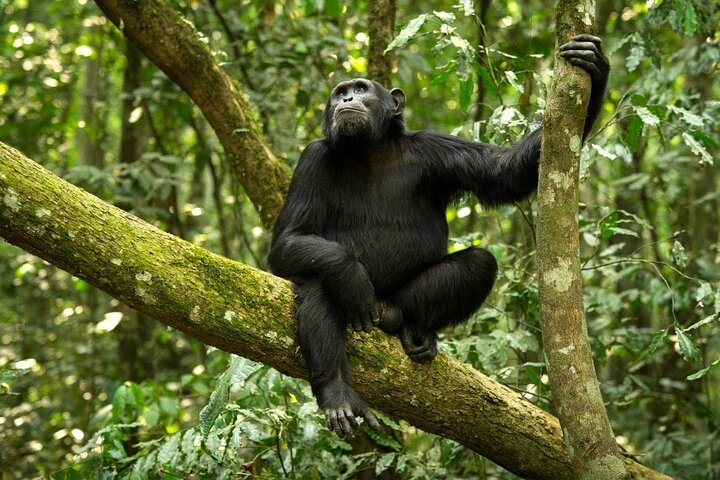 8 Day: Katavi N.P and Mahale Mountains National Park  - Photo 1 of 12