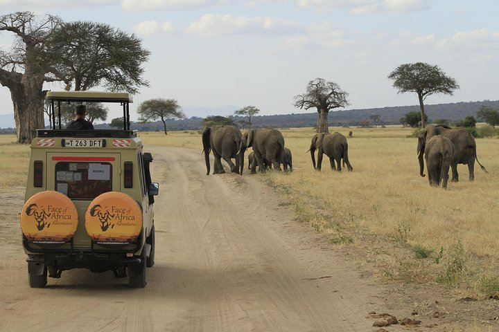 Tarangire national park Tanzania.
