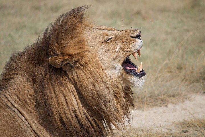 8 Days combination Tour Zanzibar beach & Safari Tarangire, Serengeti & Ngorongor - Photo 1 of 6