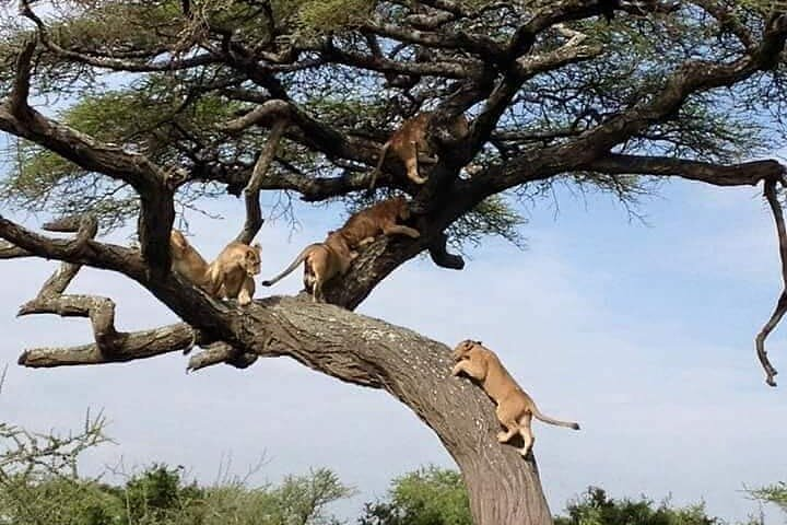 Lions on a tree in Manyara National Park