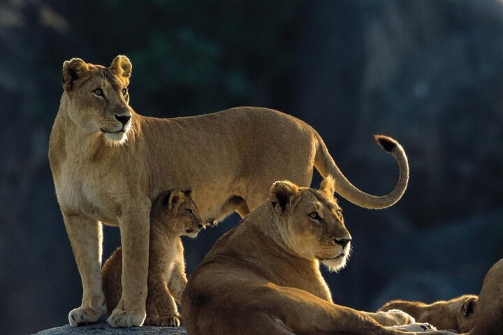 8 Days, Migrations Safari-River crossing -(July to October) - Photo 1 of 9