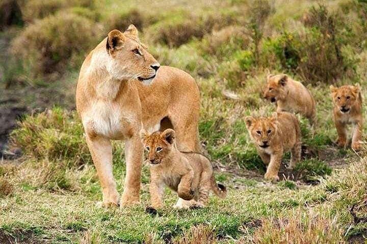 8 Days safari Selous GR / Mikumi NP and Ruaha NP - Photo 1 of 3