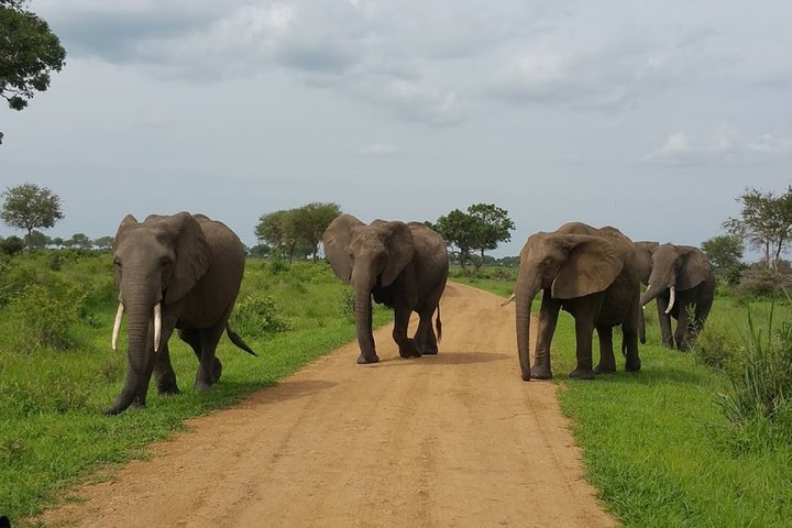 Mikumi NP - Elephants